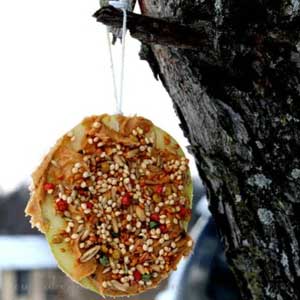 Apple Bird Feeder