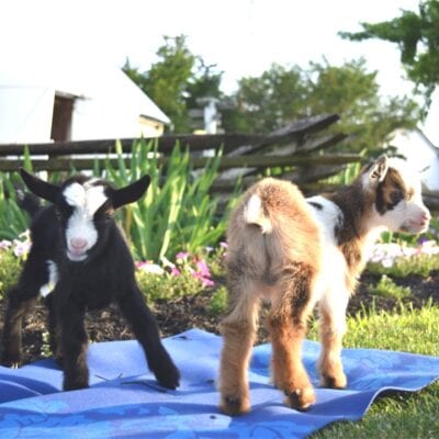 Goat Yoga