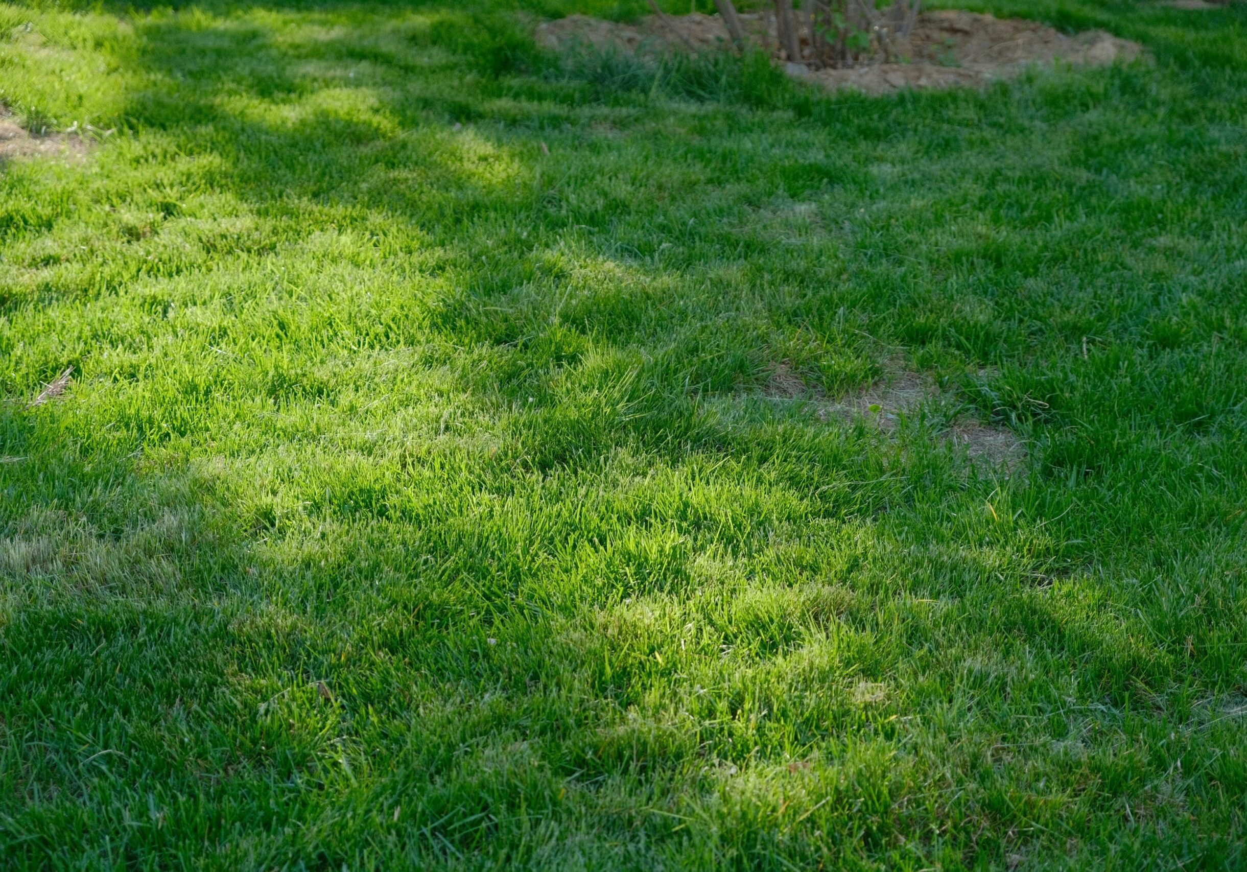 Sunlit green grass in a backyard garden