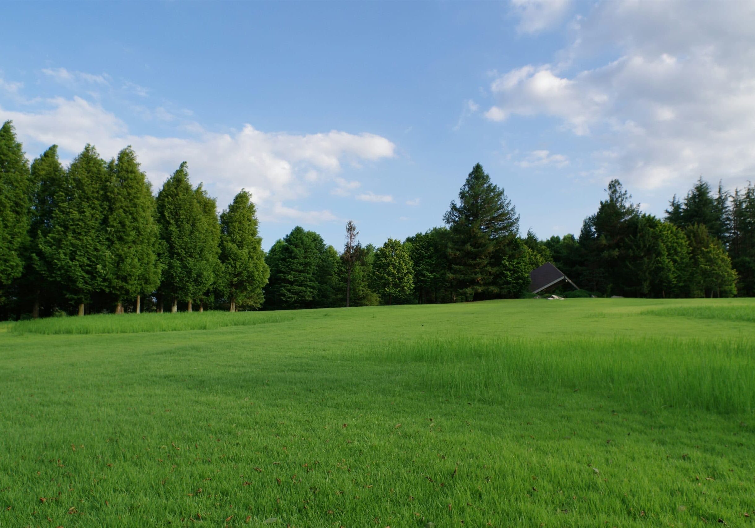 Green field with trees and blue sky