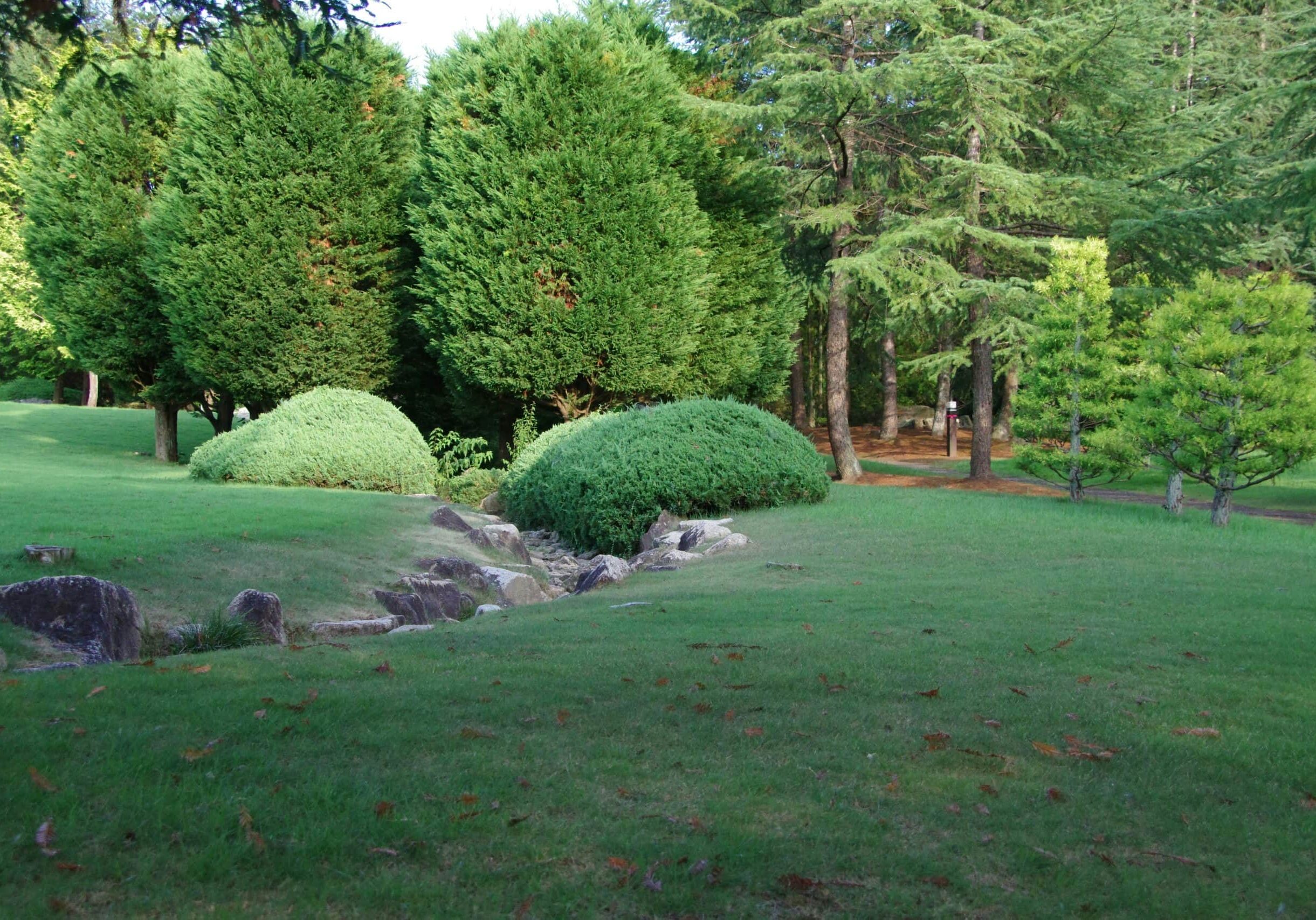Lush green park with trees and rocks