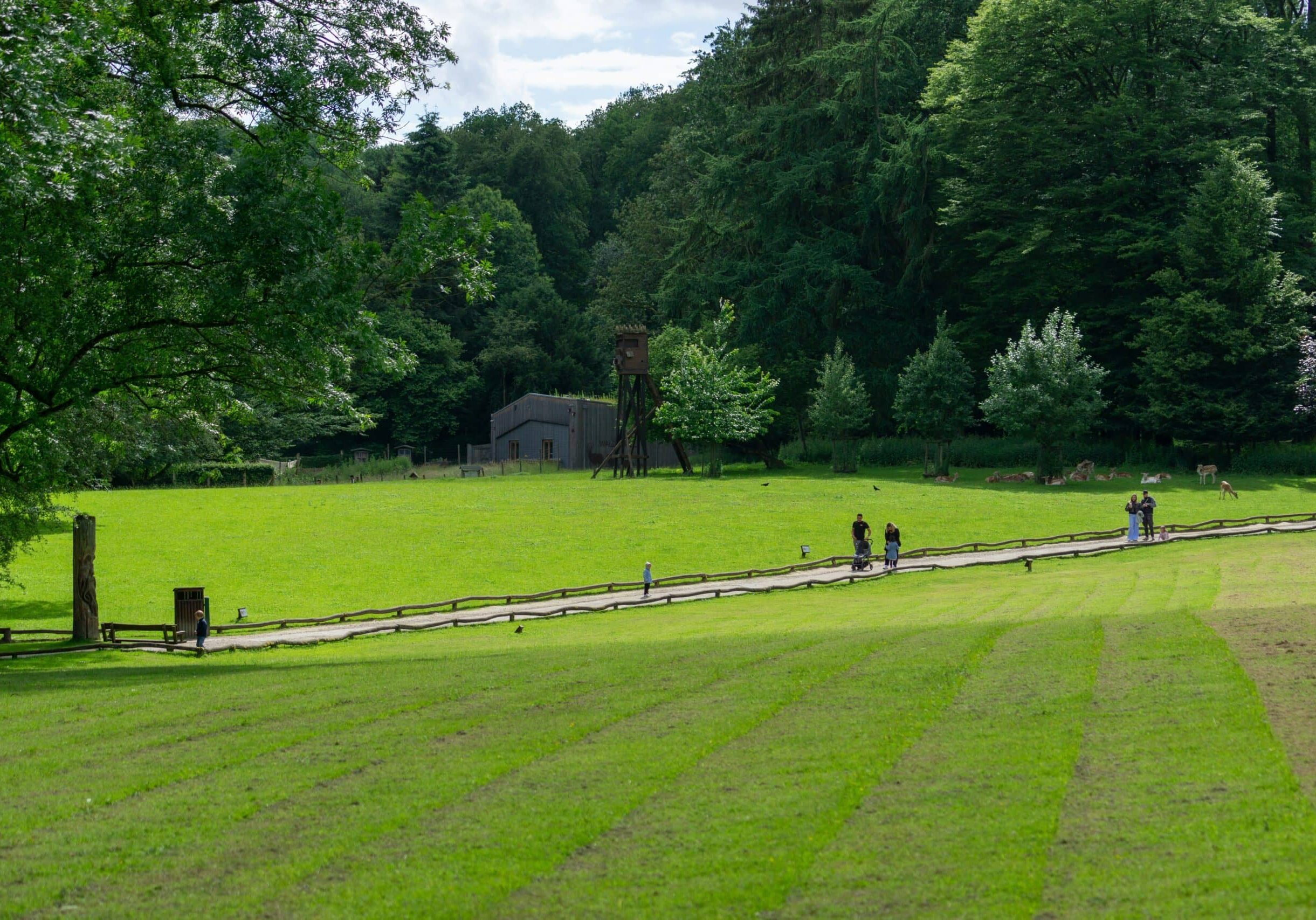 Park view with green field and trees