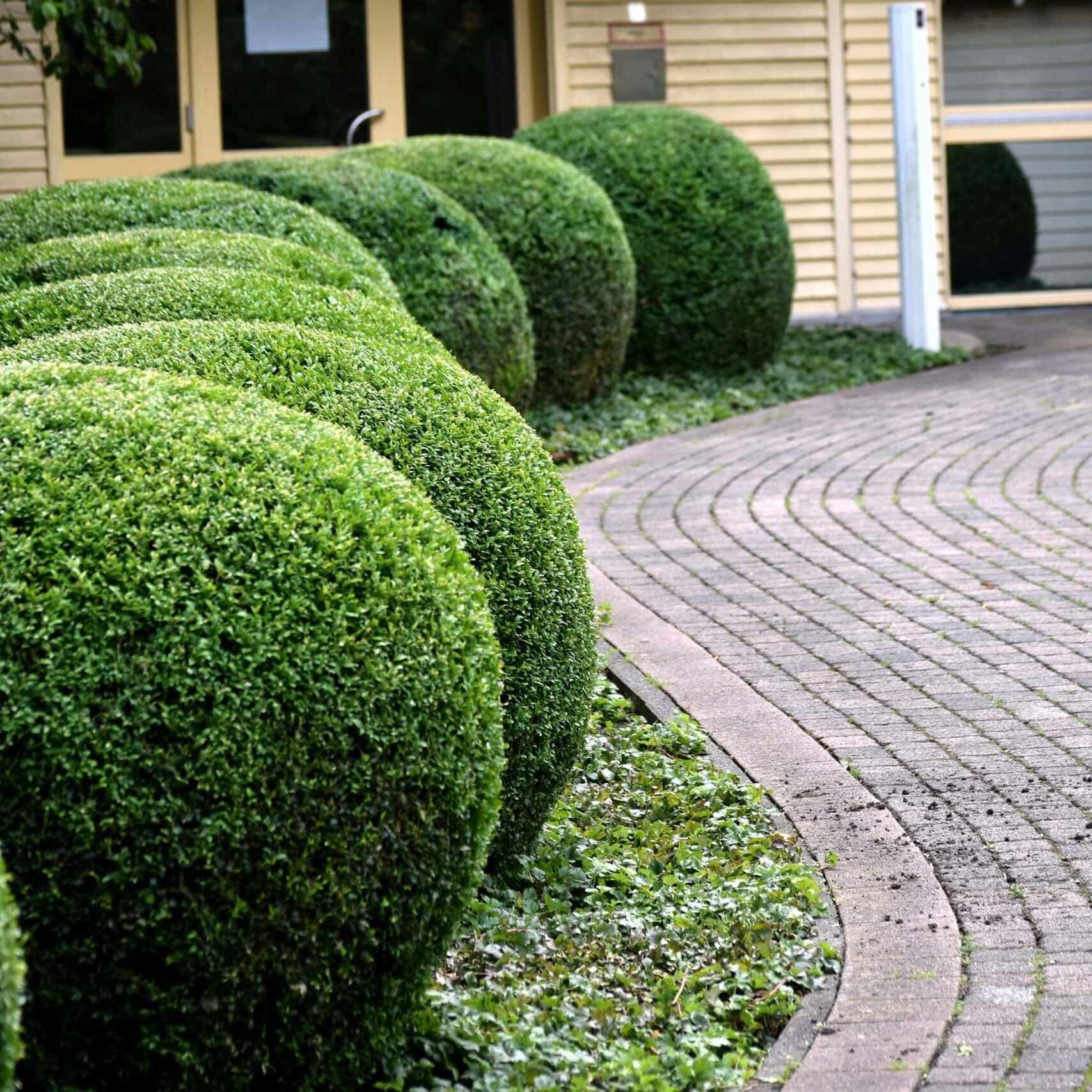Manicured bushes along a curved brick pathway.